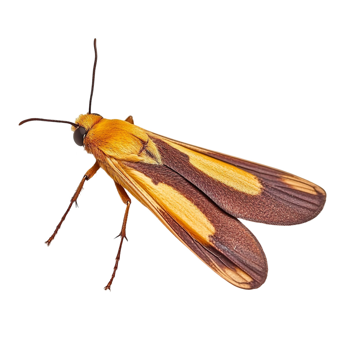Indianmeal moth 
