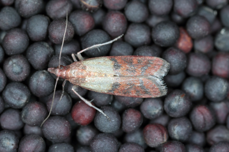 Indianmeal Moth Indianmeal Moth