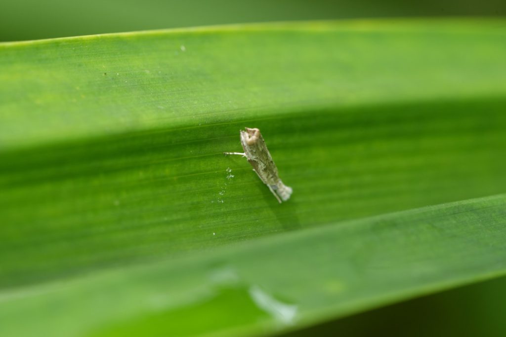 Leafminers