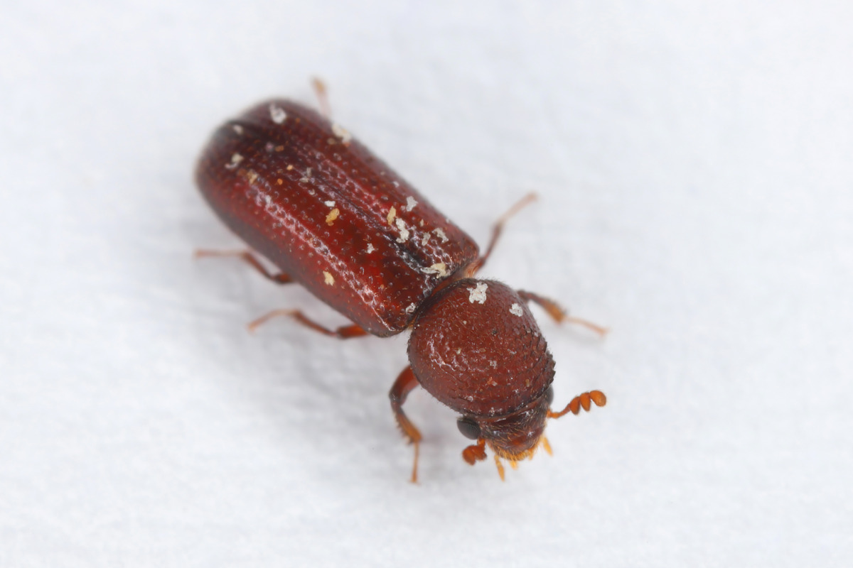Lesser Grain Borer