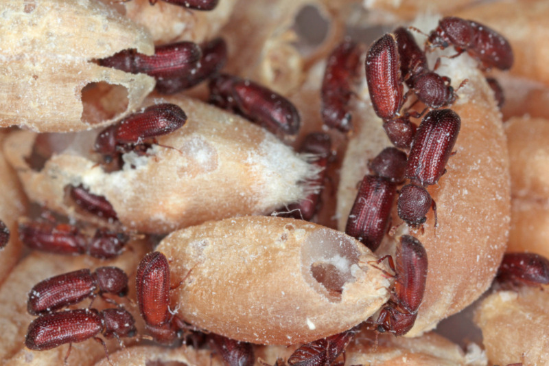 Lesser Grain Borer Lesser Grain Borer