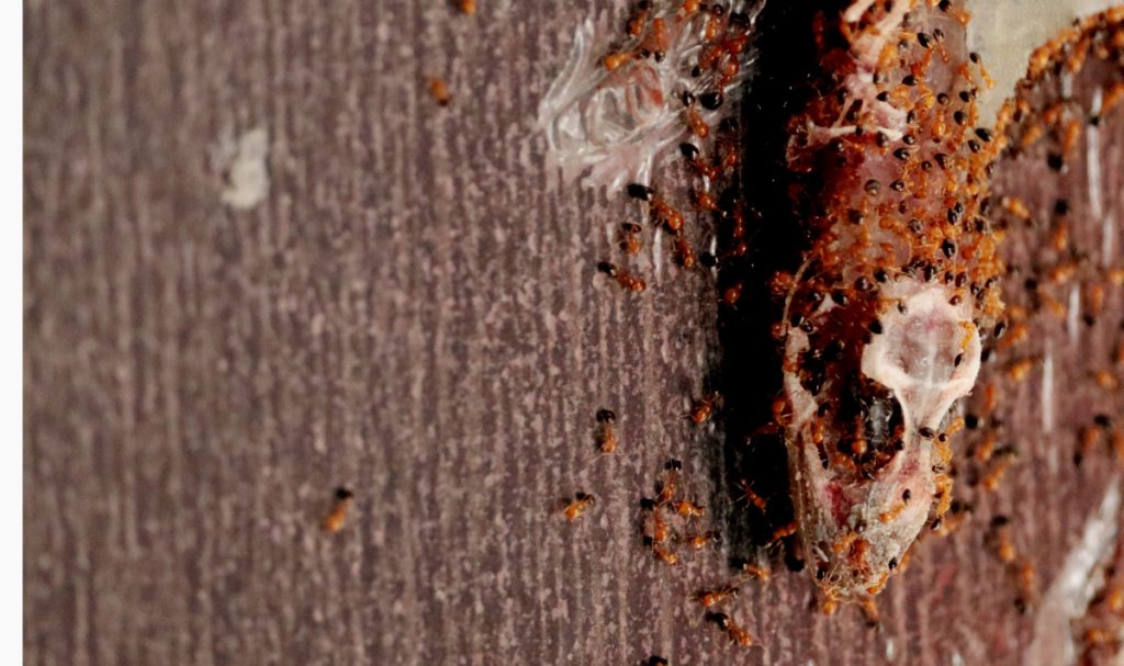 Little Fire Ant