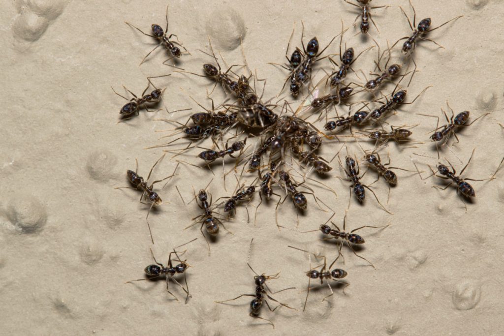 Longhorn Crazy Ant
