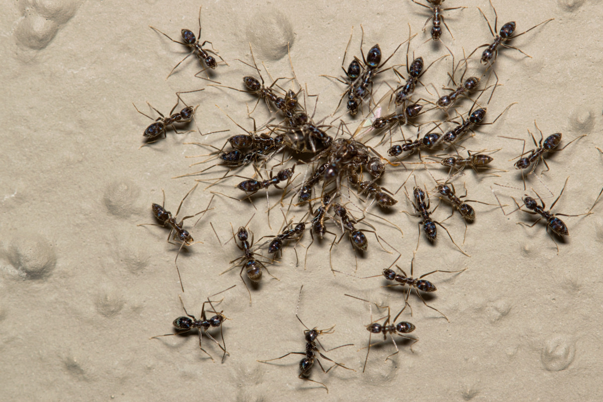Longhorn Crazy Ant