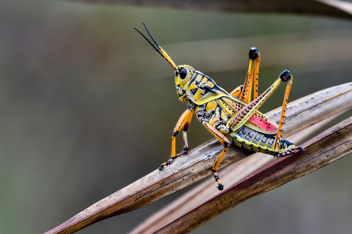 Lubber Grasshoper