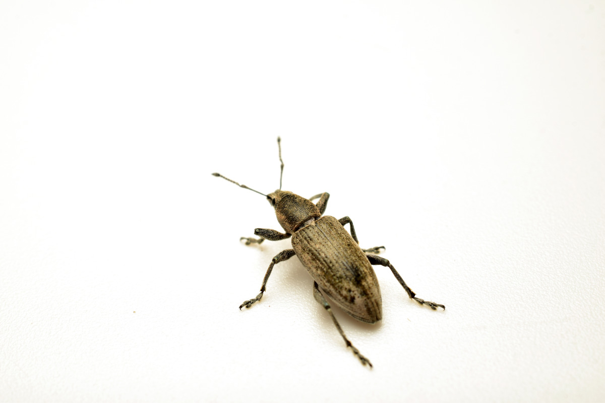 Maize Weevil
