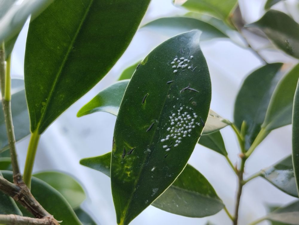 Mealybugs