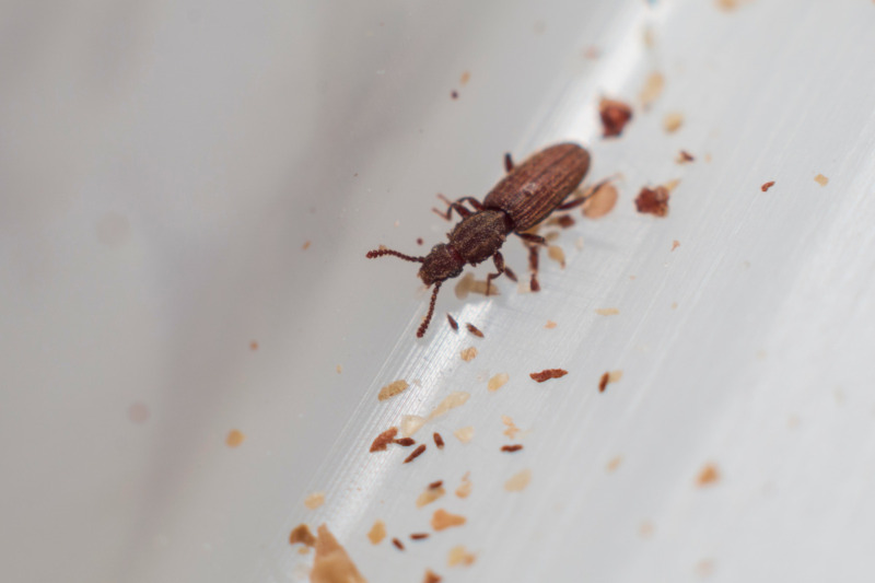 Merchant Grain Beetle Merchant Grain Beetle