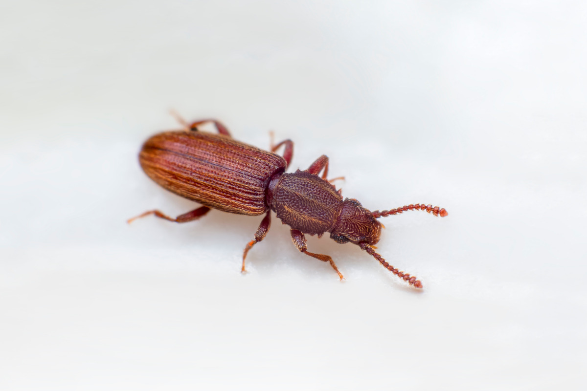 Merchant Grain Beetle