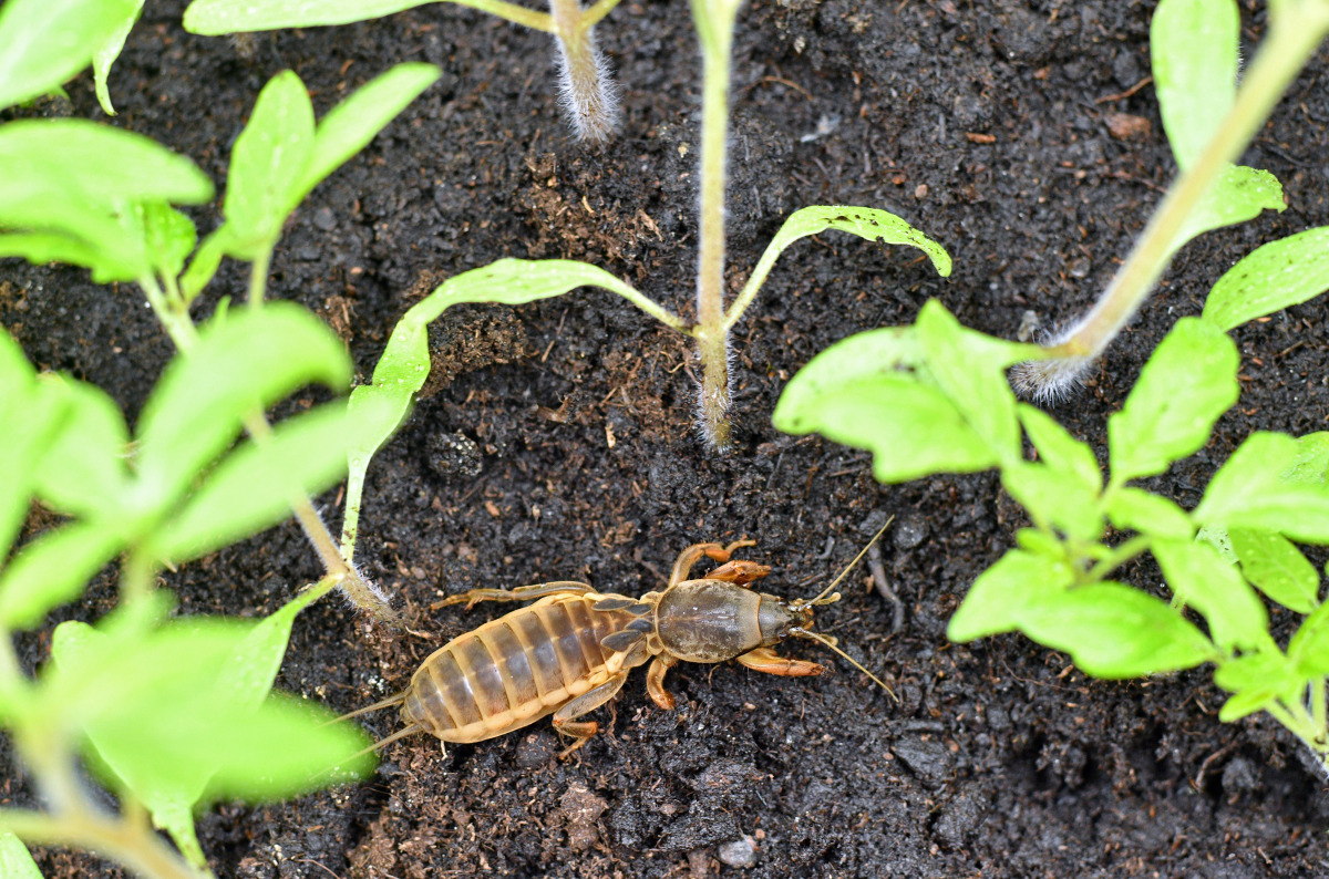 Mole Crickets