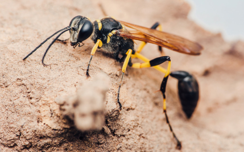 Mud dauber wasp and mud nest Mud Dauber