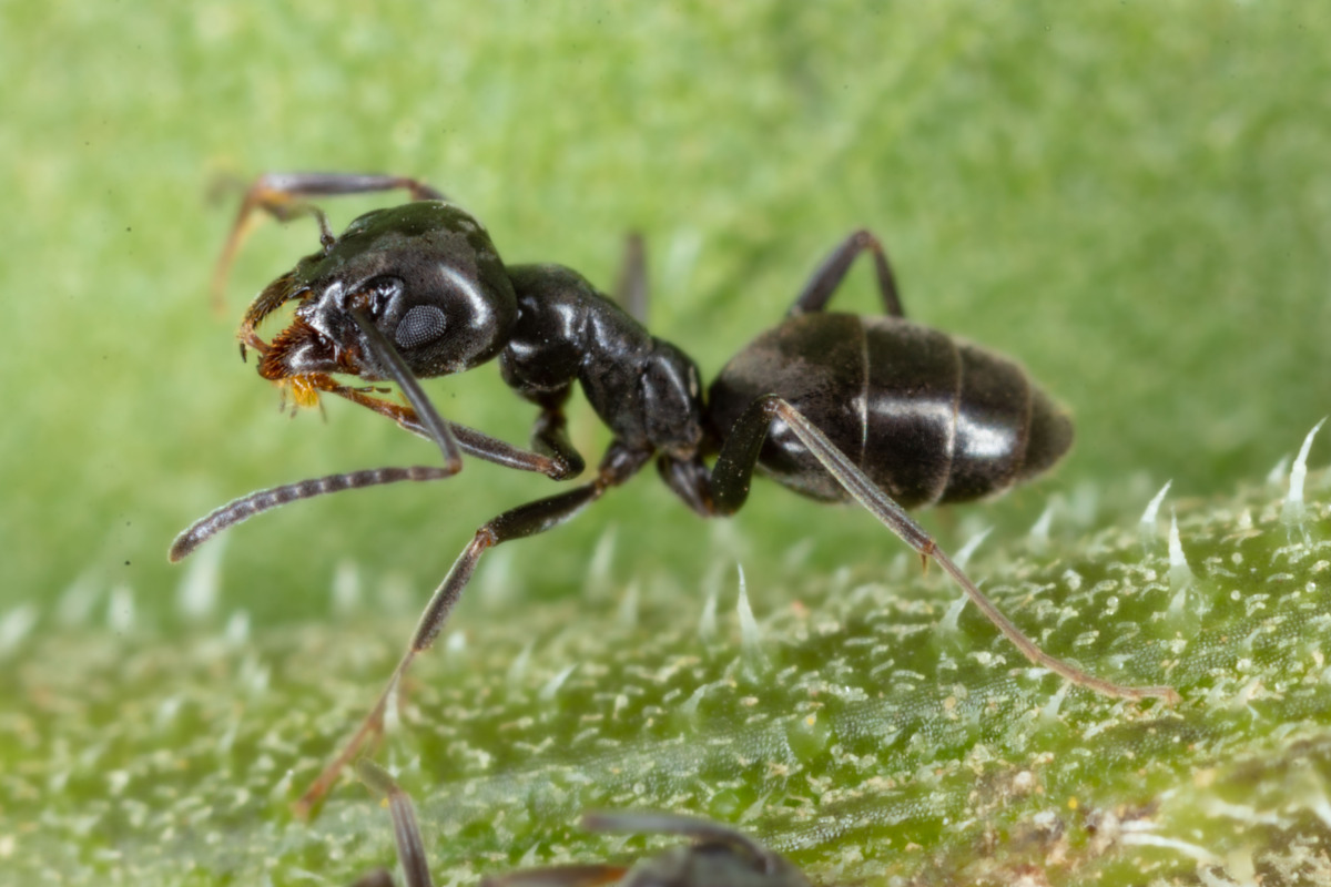 Odorous House Ant