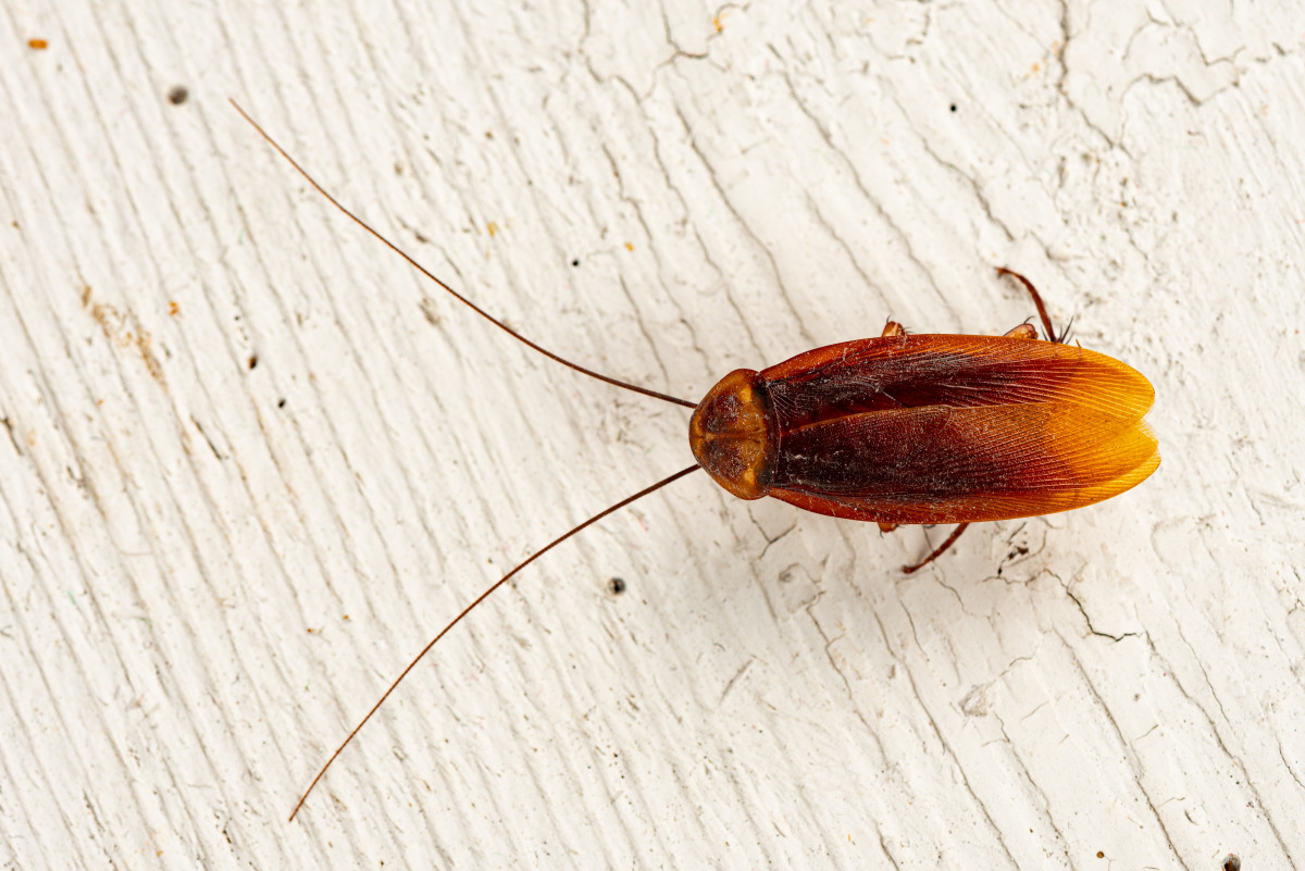 Palmetto Bug