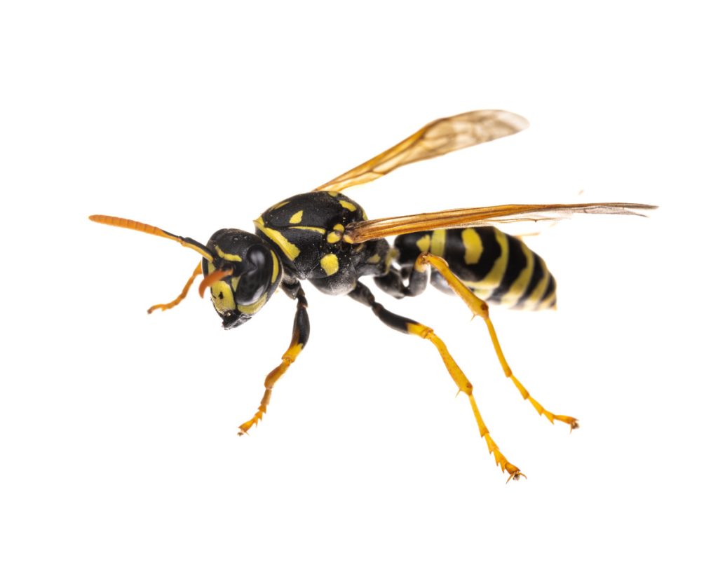 Paper Wasp