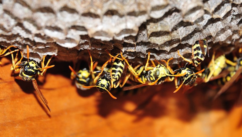 Paper Wasp Paper Wasp