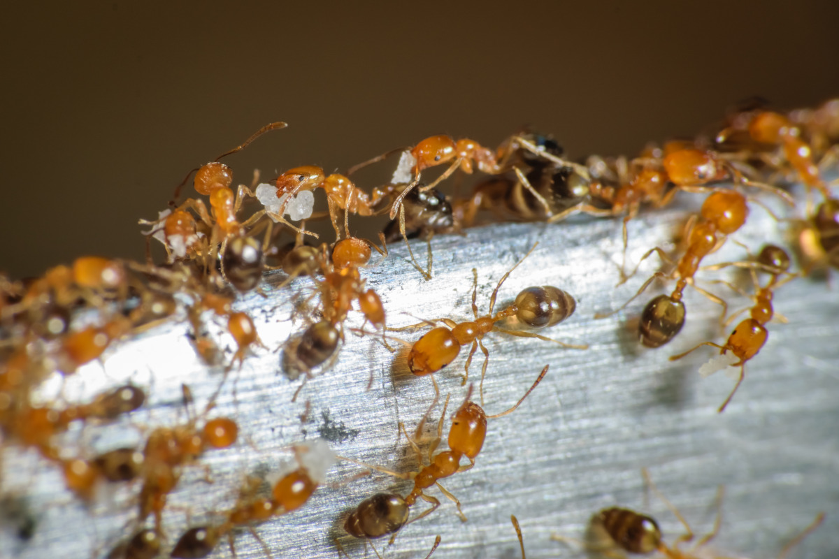 Pharaoh Ant