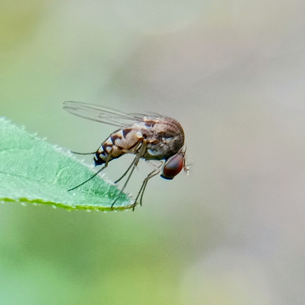 Phorid Fly