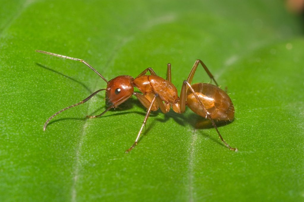 Pyramid Ant