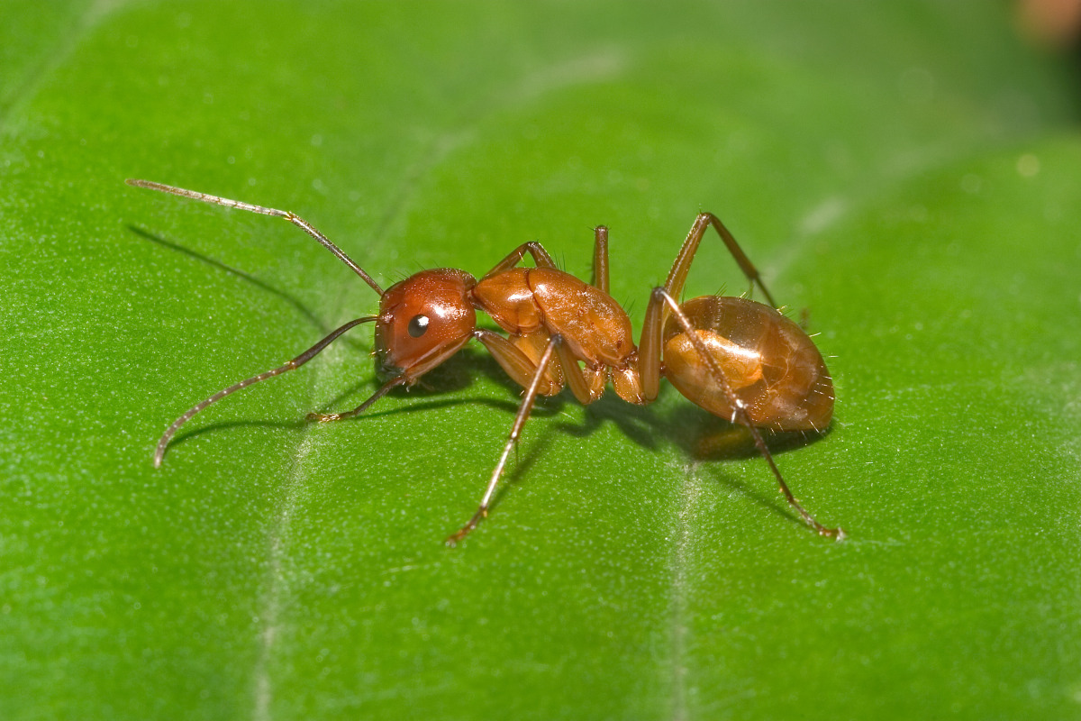 Pyramid Ant