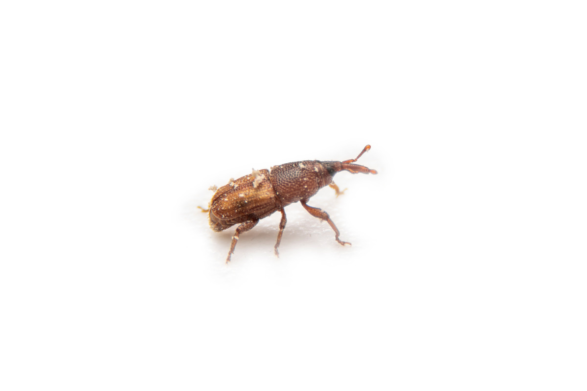 Red Flour Beetle