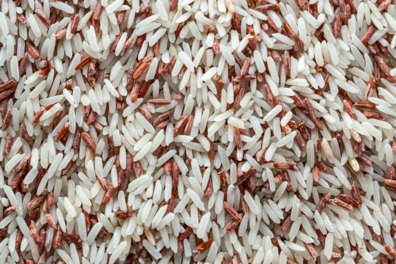 Red Flour Beetle Red flour beetle