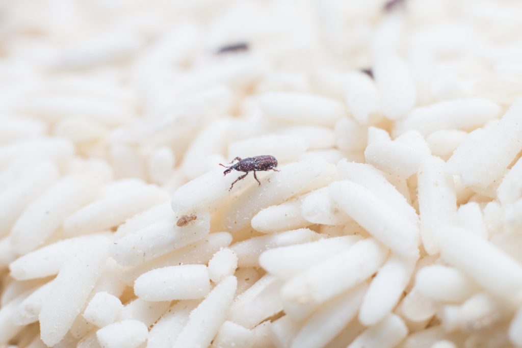Rice Weevil Rice weevil on stored grain