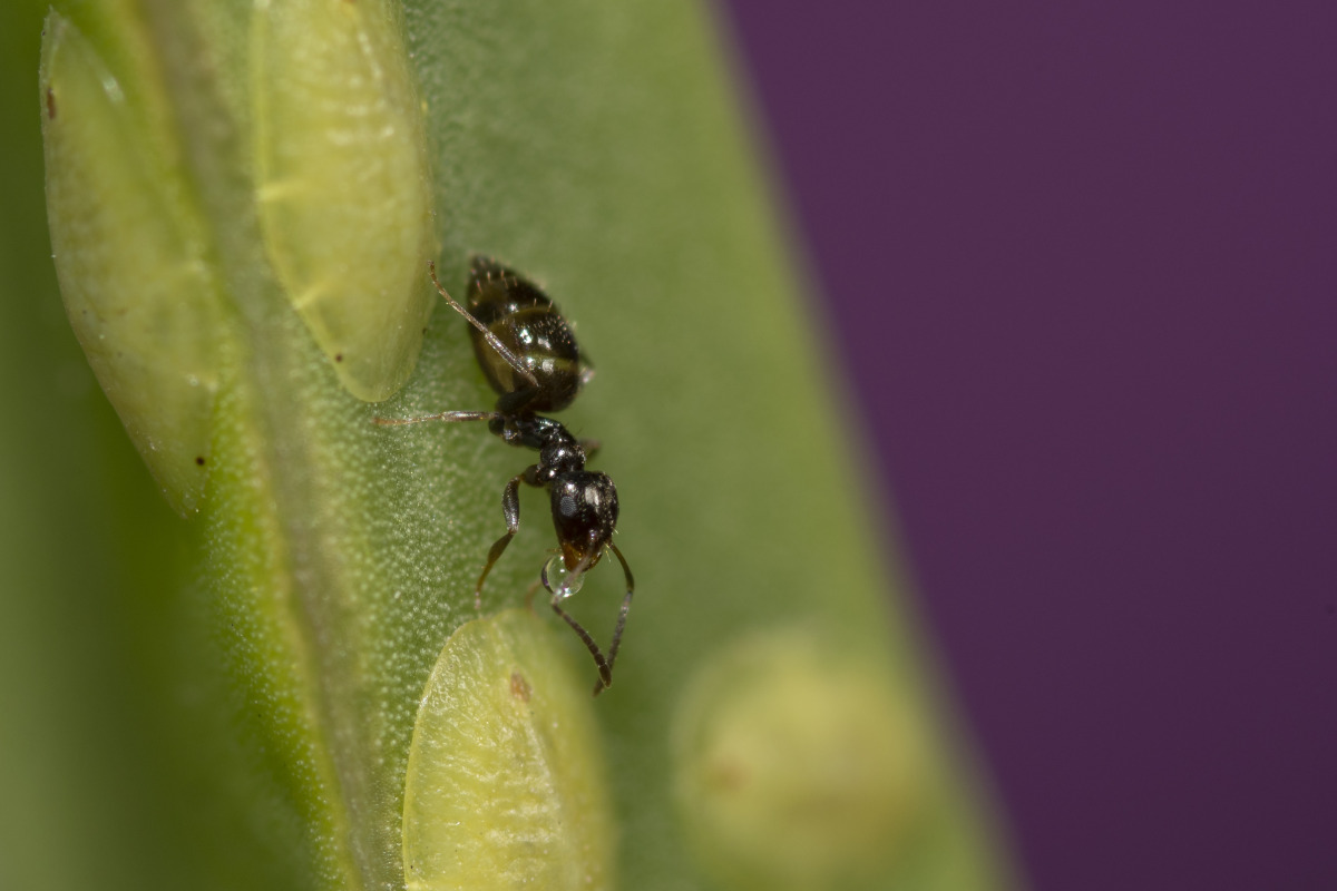 Rover Ant