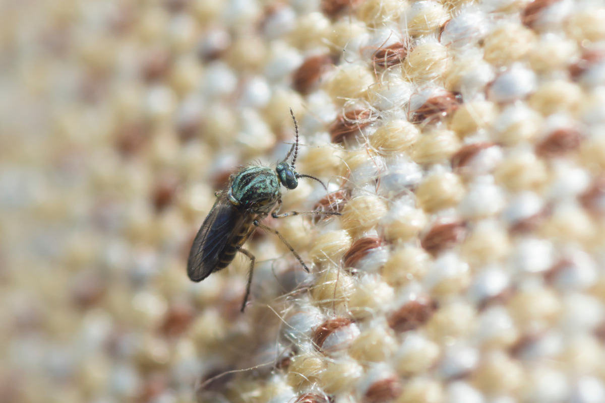 No-See-Ums and Sand Flies