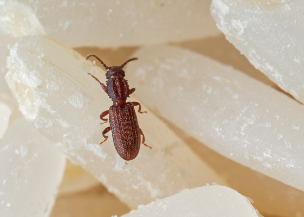 Sawtoothed Grain Beetle Identification in South Florida Sawtoothed Grain Beetle Identification in South Florida
