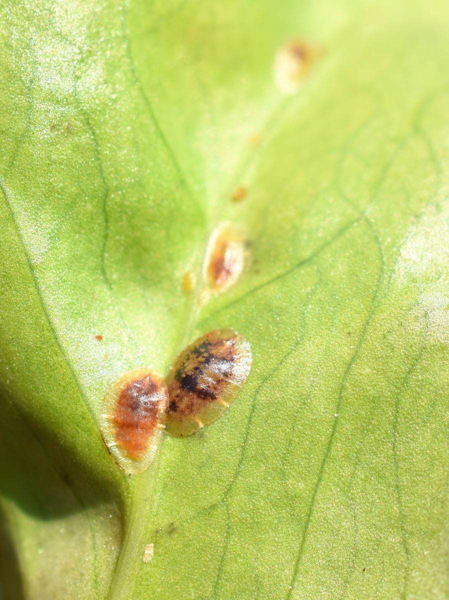 Scale insects