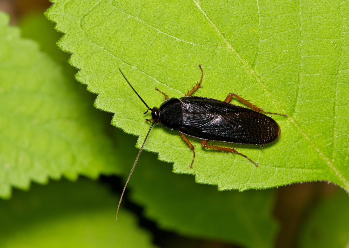 Smokybrown Cockroach