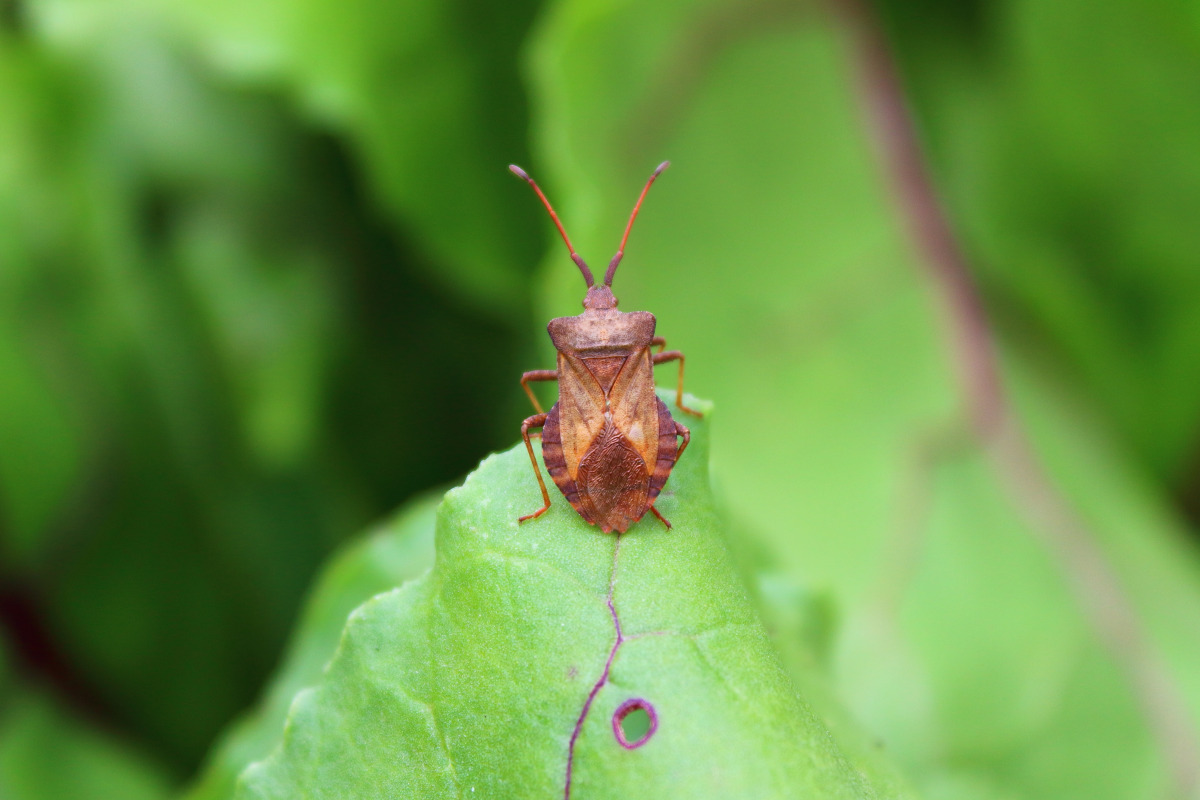 Southern Chinch Bug