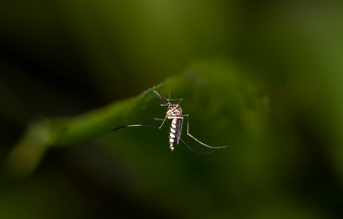 Southern House Mosquito