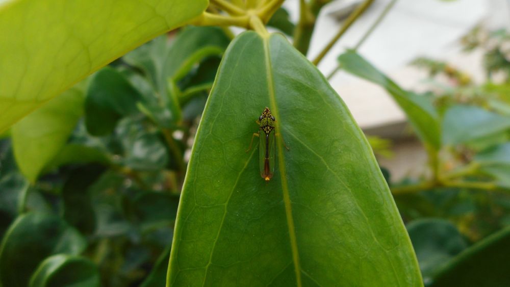 Spittlebug
