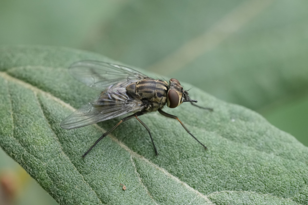 Stable Fly