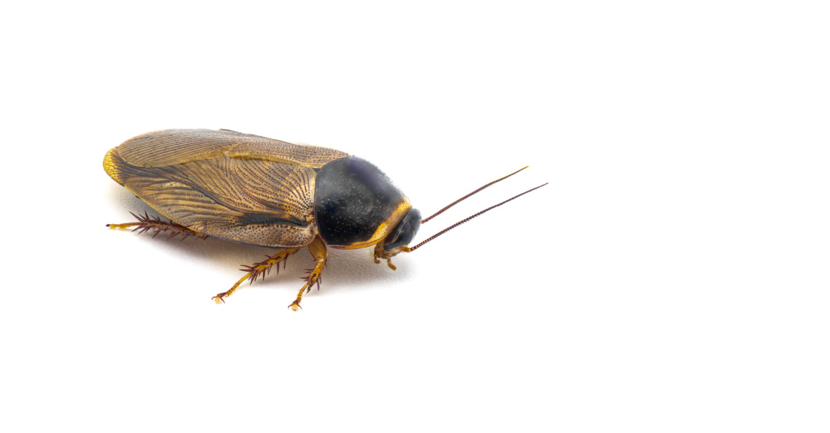 Surinam Cockroach