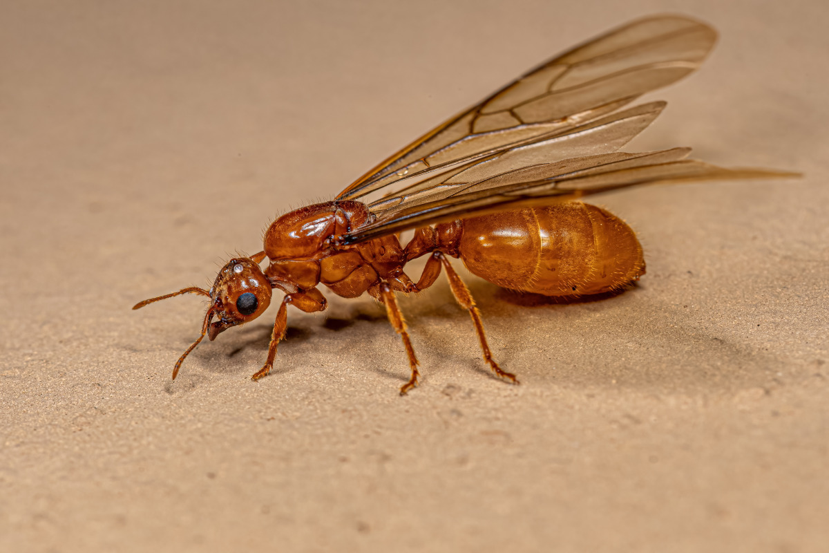 Thief Ant