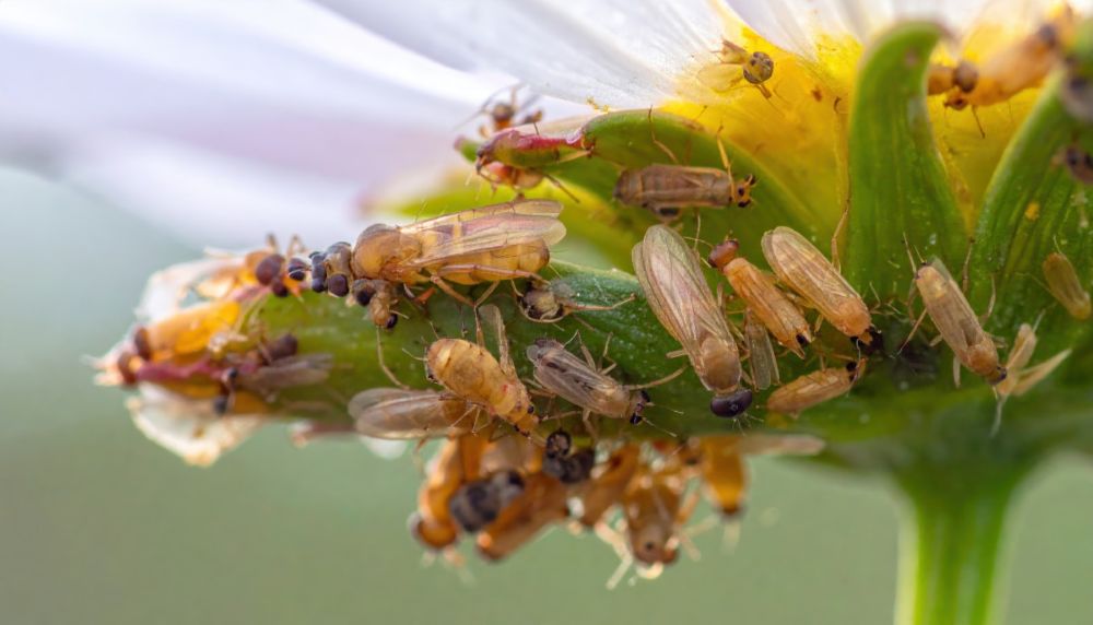 Thrips