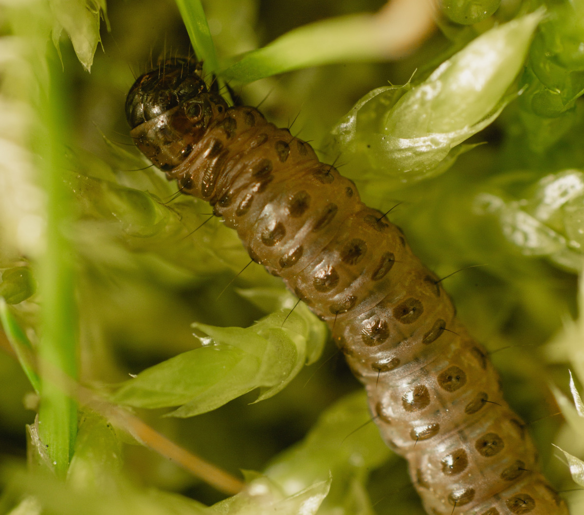 Tropical Sod Webworm