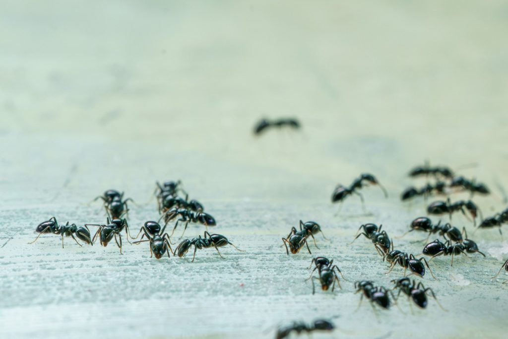 Whit-Footed Ant