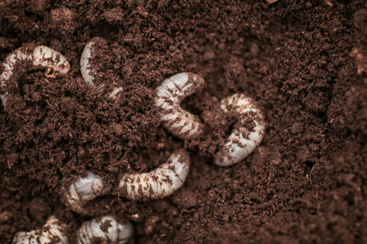 White Grub