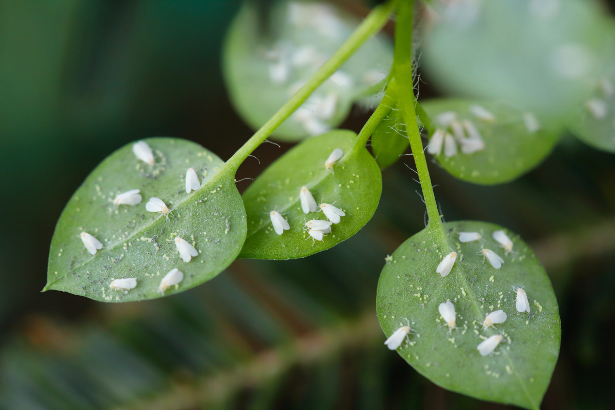 Whiteflies