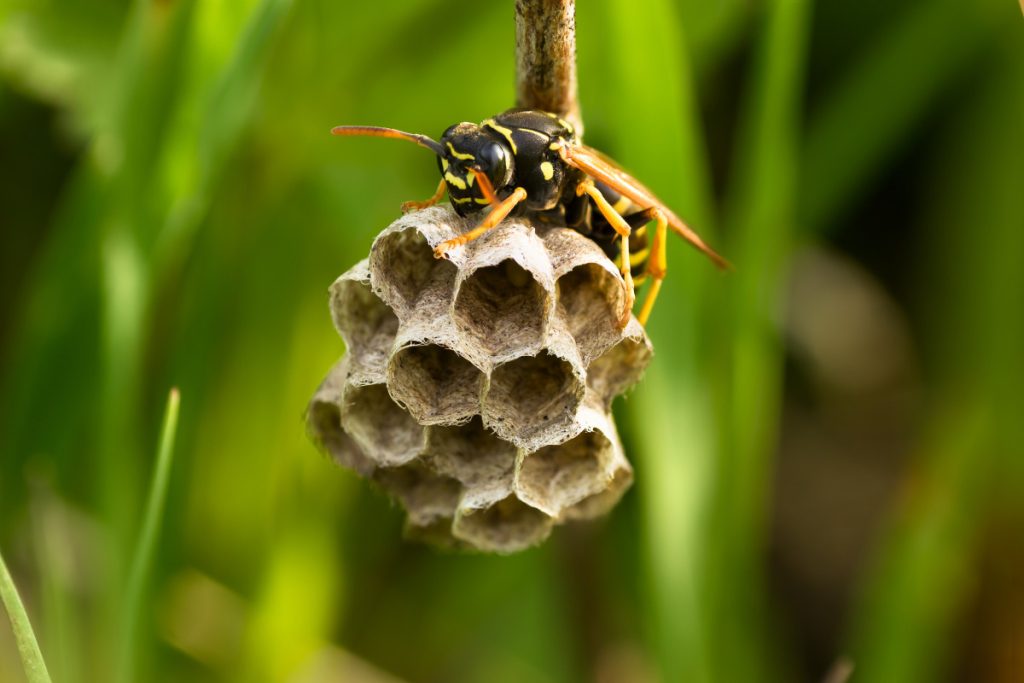 Yellow Jacket Yellow Jacket