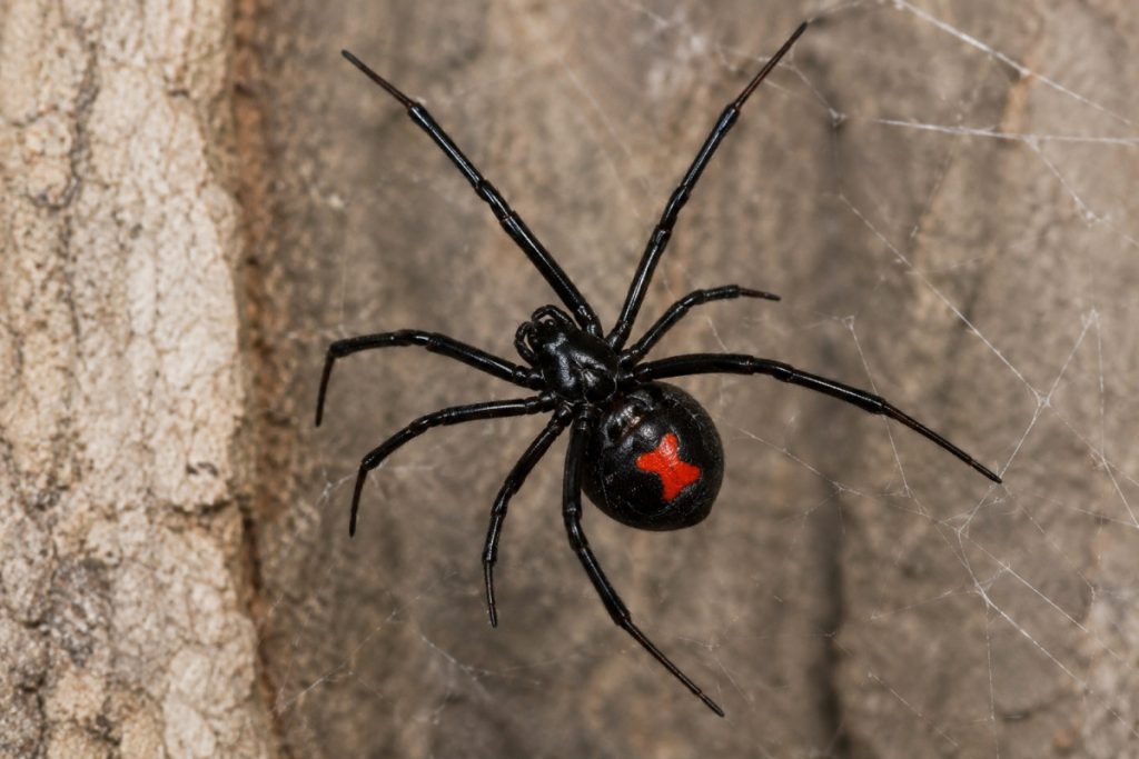 black_widow_spider