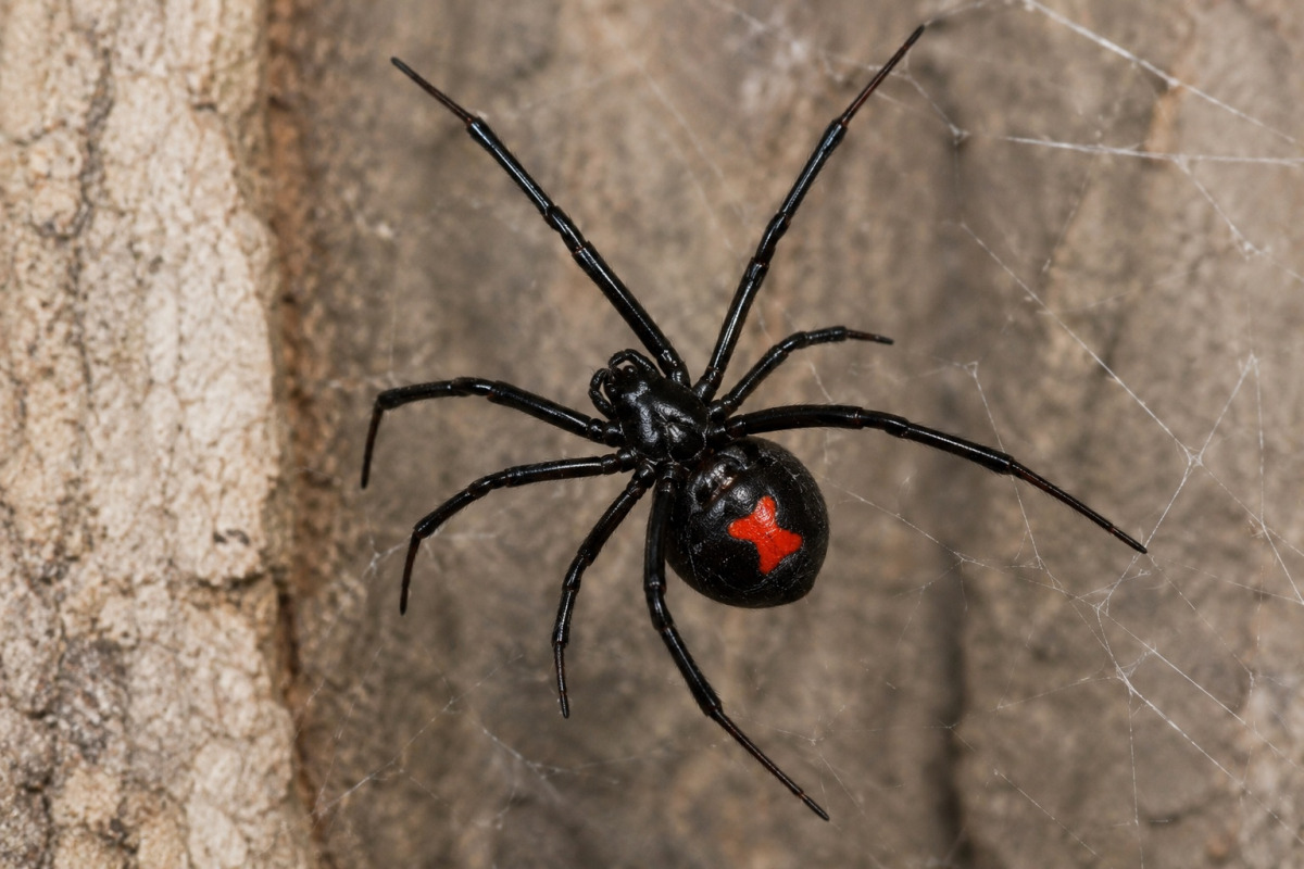 black_widow_spider
