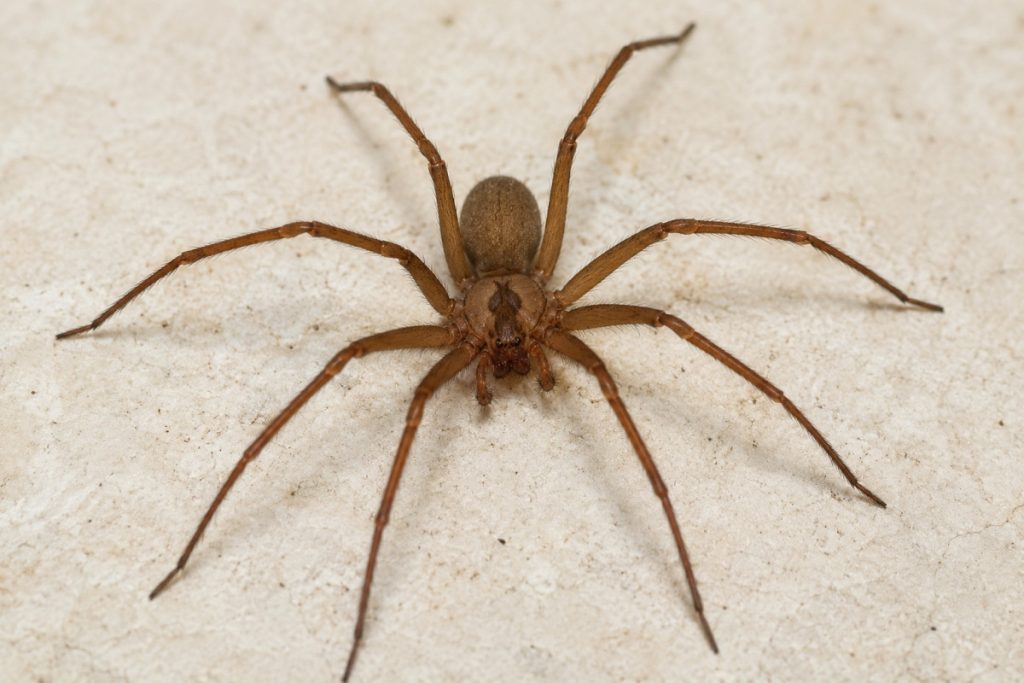 brown recluse spider
