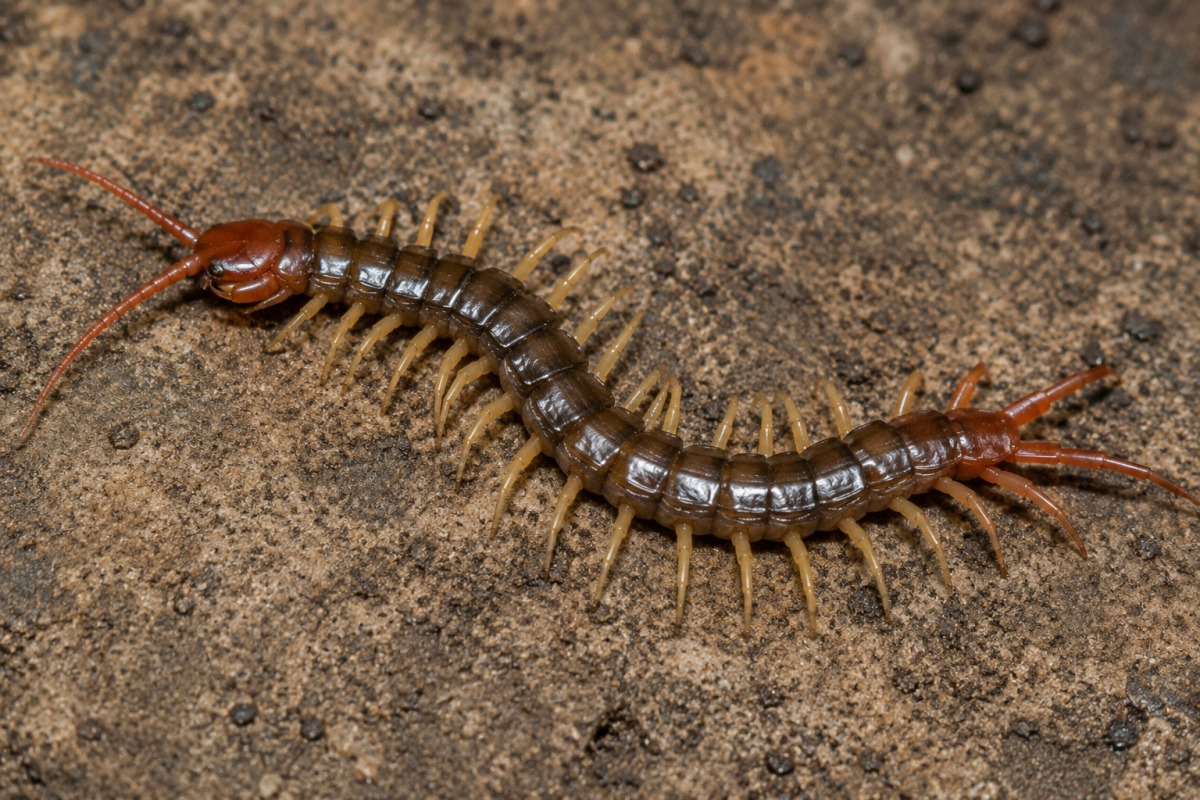centipede