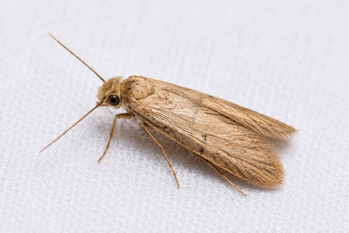 clothes moth