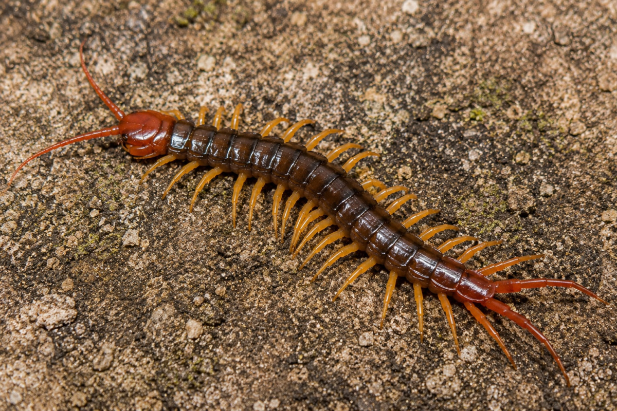 Millipedes