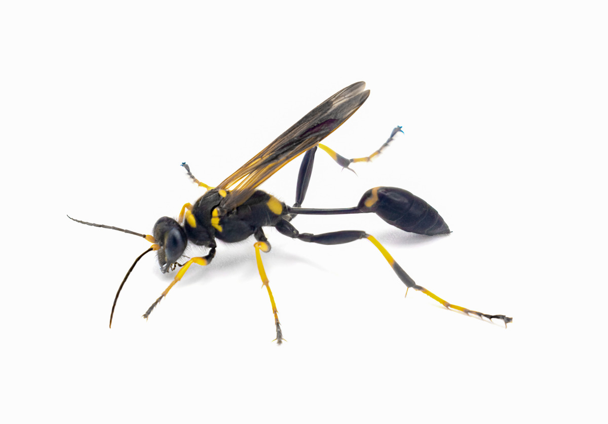 mud dauber